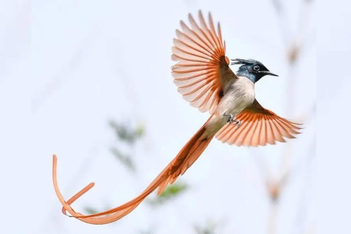 thano-bird (5)